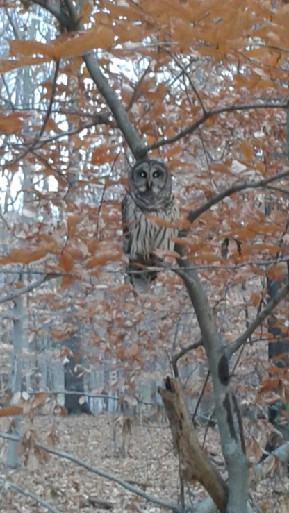 20151128_072001_resized